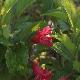 Weigelia Red Prince