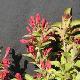 Weigelia Red Prince