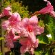 Weigela Stelzneri