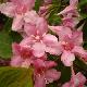 Weigela Stelzneri