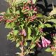 Weigela Stelzneri