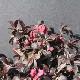 Weigela nain Minor Black