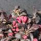 Weigela nain Minor Black