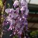 Glycine Caroline