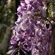 Glycine Caroline