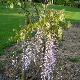 Glycine du Japon � grandes fleurs
