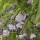 Glycine du Japon � grandes fleurs