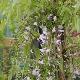 Glycine du Japon � grandes fleurs