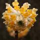Edgeworthia � grandes fleurs