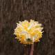 Edgeworthia � grandes fleurs