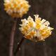 Edgeworthia � grandes fleurs