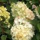 Hortensia � panicule Sundae Fraise �