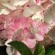 Hortensia � panicule Sundae Fraise �