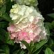 Hortensia � panicule Sundae Fraise �