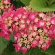Hortensia Leuchtfeuer