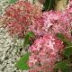 Hydrangea arborescens Invicibelle
