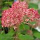 Hydrangea arborescens Invicibelle