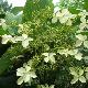 Hydrangea heteromalla  Snow Cap