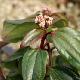 Viburnum davidii Femina