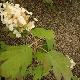 Hydrangea quercifolia