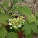 Hydrangea quercifolia
