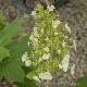 Hydrangea quercifolia