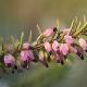 Bruy�re d'hiver dor�e