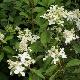 Hortensia Great Star
