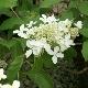 Hortensia Great Star