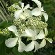 Hortensia Great Star