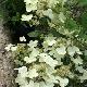 Hortensia  � panicules Prim's White