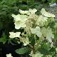 Hortensia  � panicules Prim's White