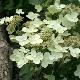 Hortensia  � panicules Prim's White