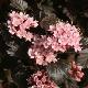 Physocarpe nain Little Devil �