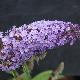 Buddleia R�ve de Papillon Bleu