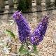 Buddleia R�ve de Papillon Bleu