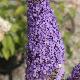 Buddleia R�ve de Papillon Bleu