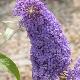 Buddleia R�ve de Papillon Bleu