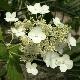 Hortensia � panicule Papillon