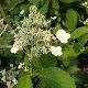 Hortensia � panicule Papillon