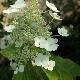 Hortensia � panicule Papillon
