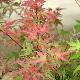 Acer palmatum Phoenix
