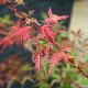 Acer palmatum Phoenix