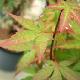 Acer palmatum Redwine