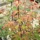 Acer palmatum Redwine