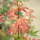 Acer palmatum Redwine