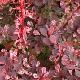 Berberis Harlequin