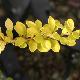 Berberis Diabolicum