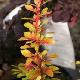 Berberis Diabolicum