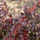 Berberis Red Jewel